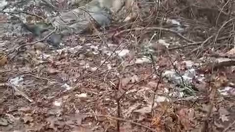 Early snowdrop from Sumy Oblast