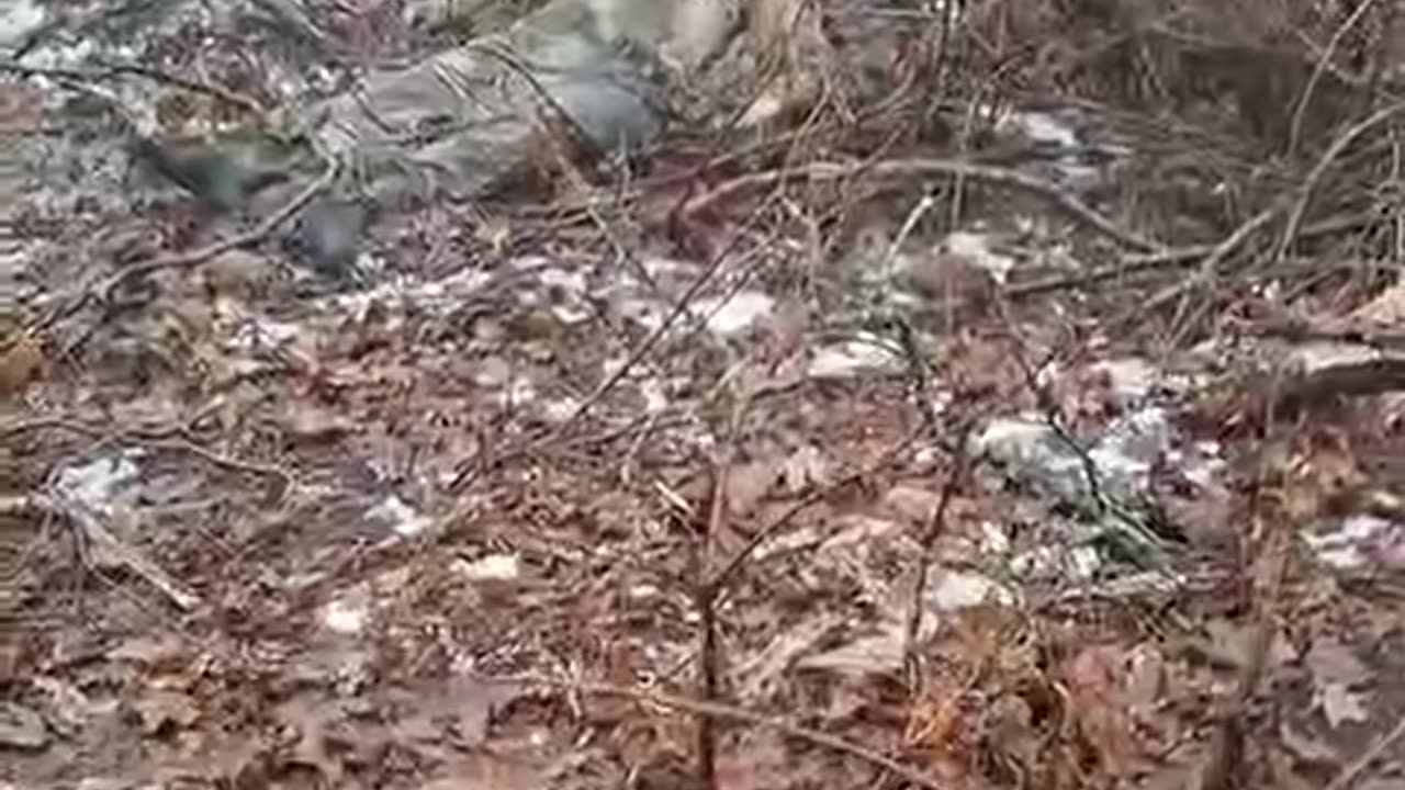 Early snowdrop from Sumy Oblast