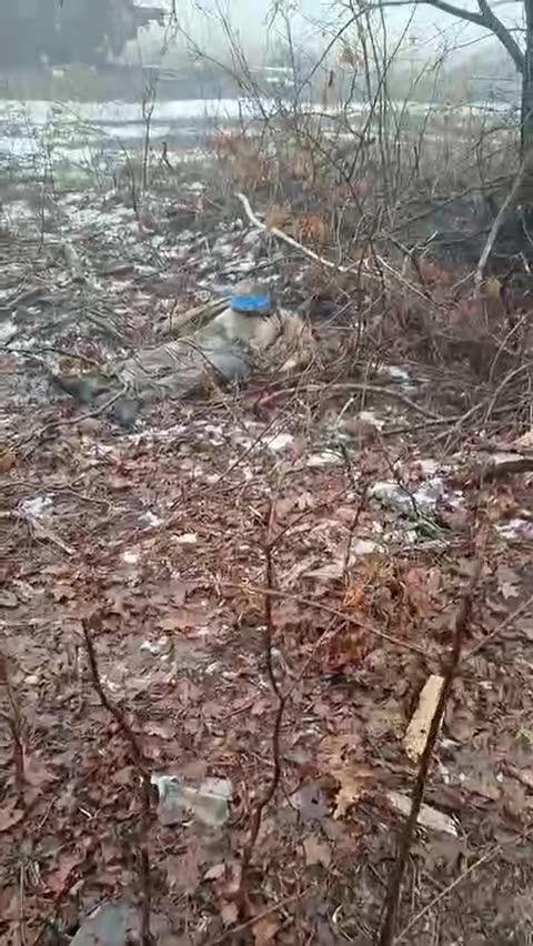 Early snowdrop from Sumy Oblast