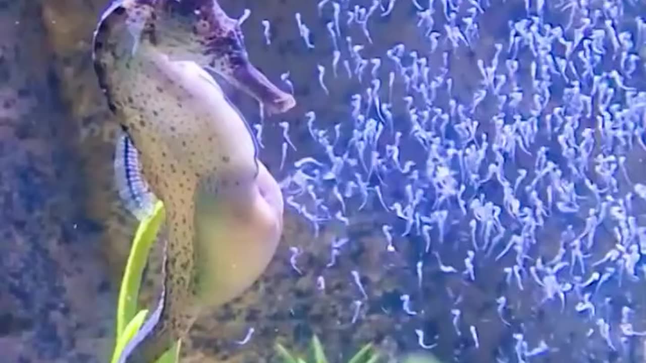 Watch This Seahorse Give Birth to Over 100 Babies