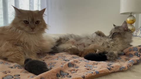 Dad Cat is Waiting for his Newborn Kittens to Arrive