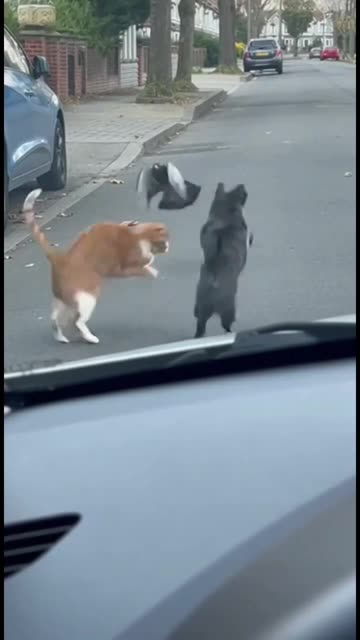 Mission failed 😂😂