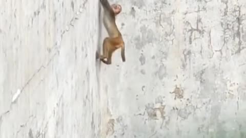 The monkey survived the death