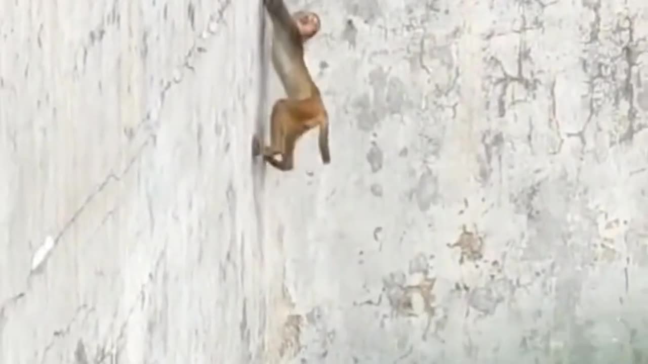 The monkey survived the death