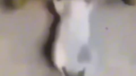 Put the work in#funny