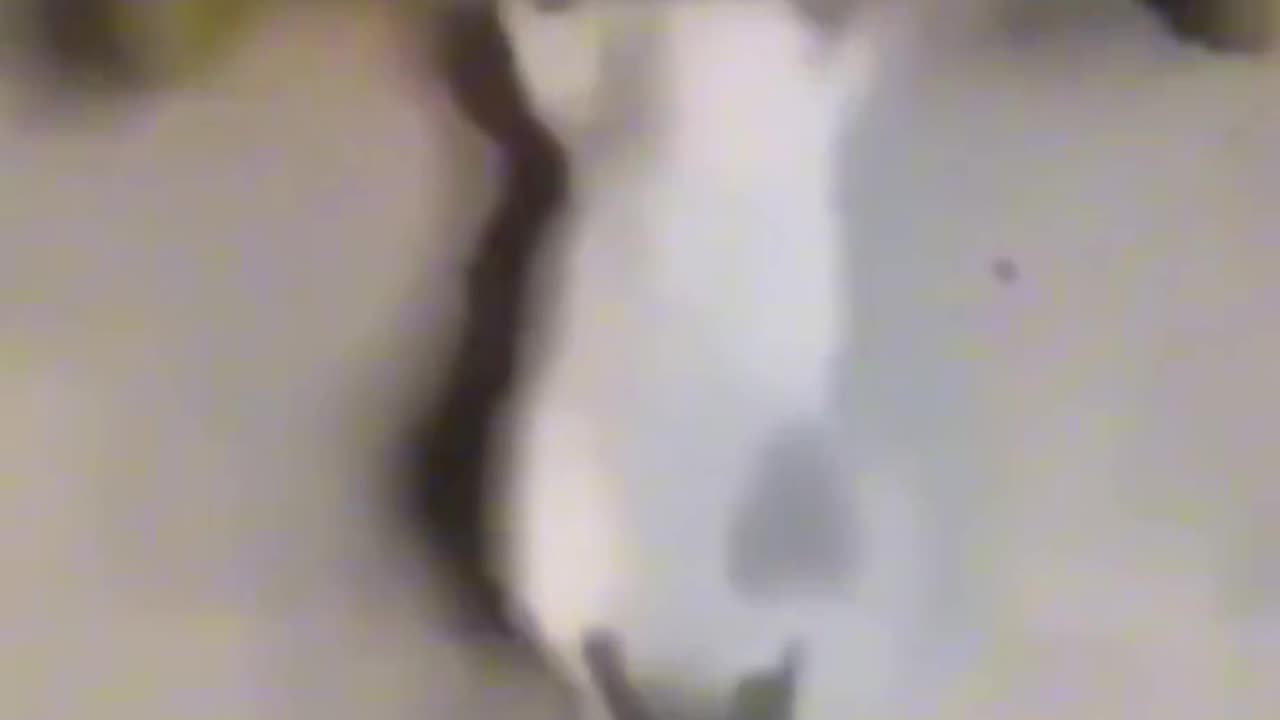 Put the work in#funny