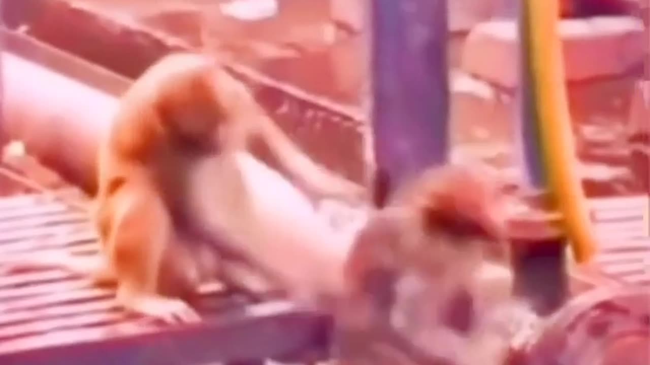 😮💡 This Monkey Rescued Its Friend Using First Aid! Watch the Heartwarming Act | FeedMyCuriosity