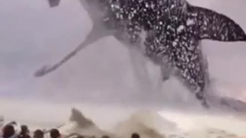 The Great White Shark (Project Blue Beam)