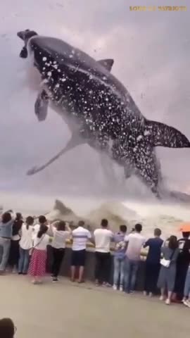 The Great White Shark (Project Blue Beam)