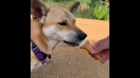 Dog eating ice-cream fanny video