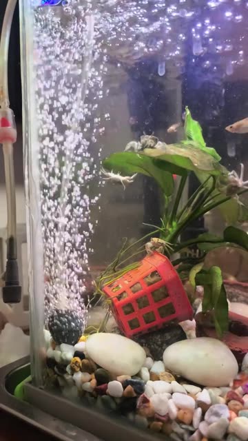 When life gives you lemons make lemonade