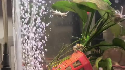 When life gives you lemons make lemonade