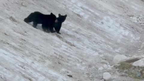 Momma Bear With Her Two Cubs