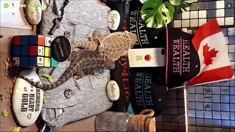 ⭕2025 Live Stream Day 8🔴 With 🐉 Mascots 🍎 🐲 Kobe & Health A Day In The Life Of Bearded Dragons🐲Day8🐉⭕Live🦎Stream🔴