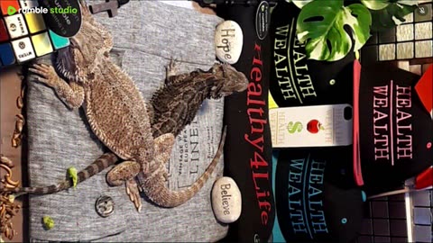 ⭕2025 Live Stream Day 8🔴 With 🐉 Mascots 🍎 🐲 Kobe & Health A Day In The Life Of Bearded Dragons🐲Day8🐉⭕Live🦎Stream🔴