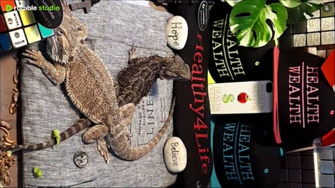 ⭕2025 Live Stream Day 8🔴 With 🐉 Mascots 🍎 🐲 Kobe & Health A Day In The Life Of Bearded Dragons🐲Day8🐉⭕Live🦎Stream🔴