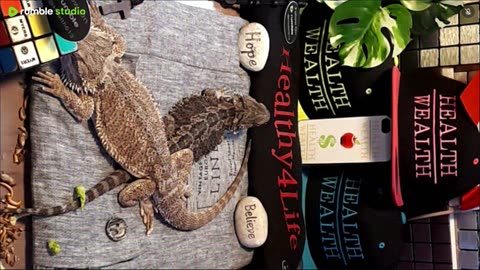 ⭕2025 Live Stream Day 8🔴 With 🐉 Mascots 🍎 🐲 Kobe & Health A Day In The Life Of Bearded Dragons🐲Day8🐉⭕Live🦎Stream🔴