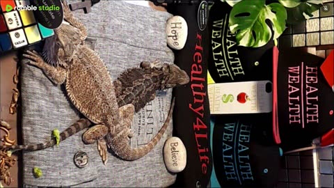 ⭕2025 Live Stream Day 8🔴 With 🐉 Mascots 🍎 🐲 Kobe & Health A Day In The Life Of Bearded Dragons🐲Day8🐉⭕Live🦎Stream🔴