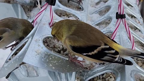 "We are Finch Ballistic."