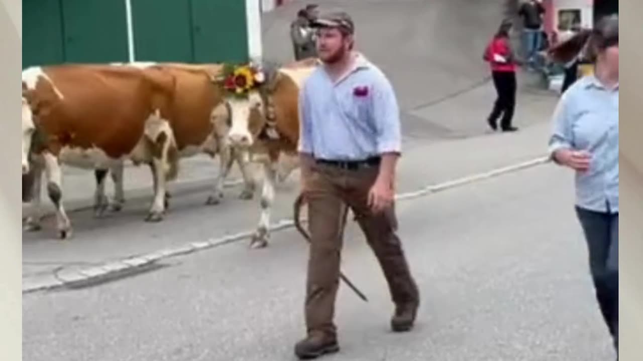 What Happens When Cows Take Over the Street?