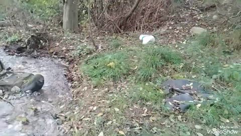 Ce caută scaunul de șofer în apa râului? Distrugere dovezi ADN DNA evidence destroying