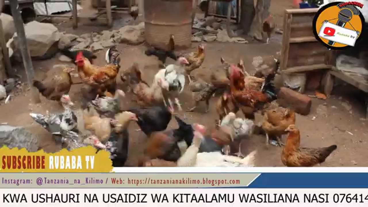 Ufugaji wa kuku wa kienyeji kwa mjia rahisi