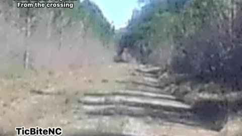 Watching the dogs crossing a little deer