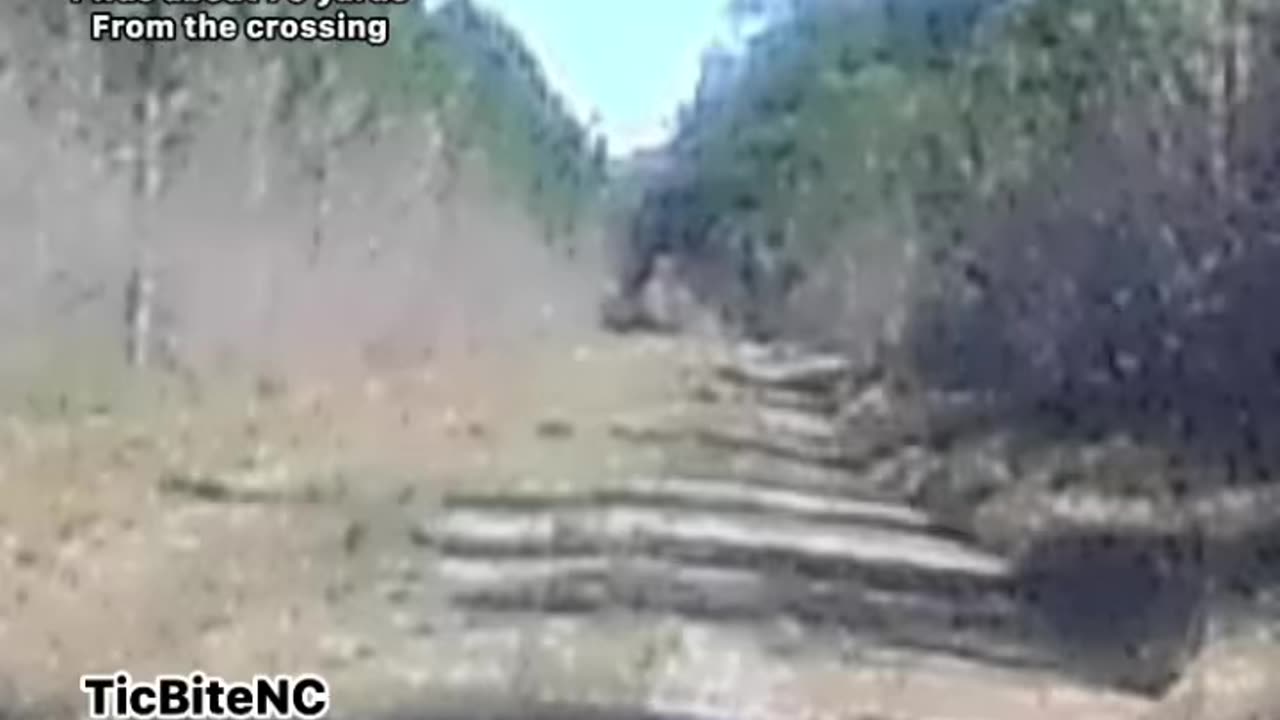 Watching the dogs crossing a little deer