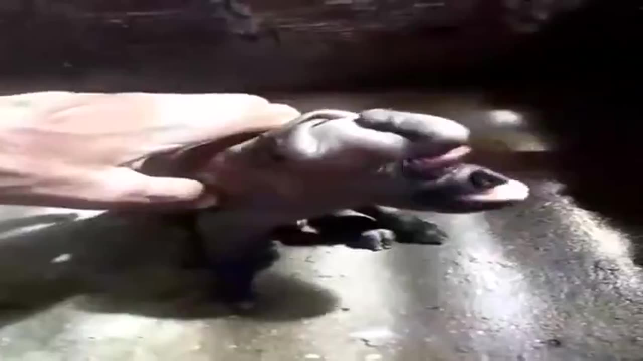 Cabal DNA tampering?