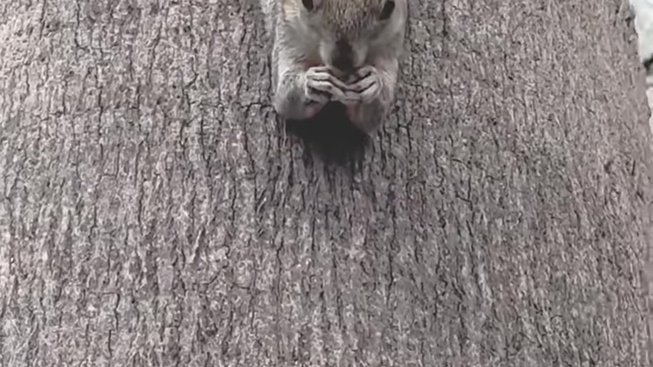 Lazy Squirrel & The Trouble-Making Cat!