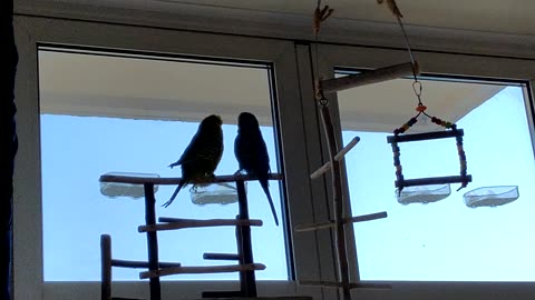 Rocky the budgie barking