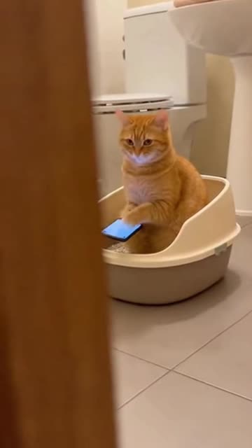 Cat Privacy