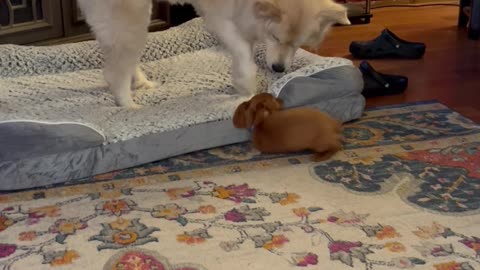 Older Dog Issues Proper Correction To Small Puppy