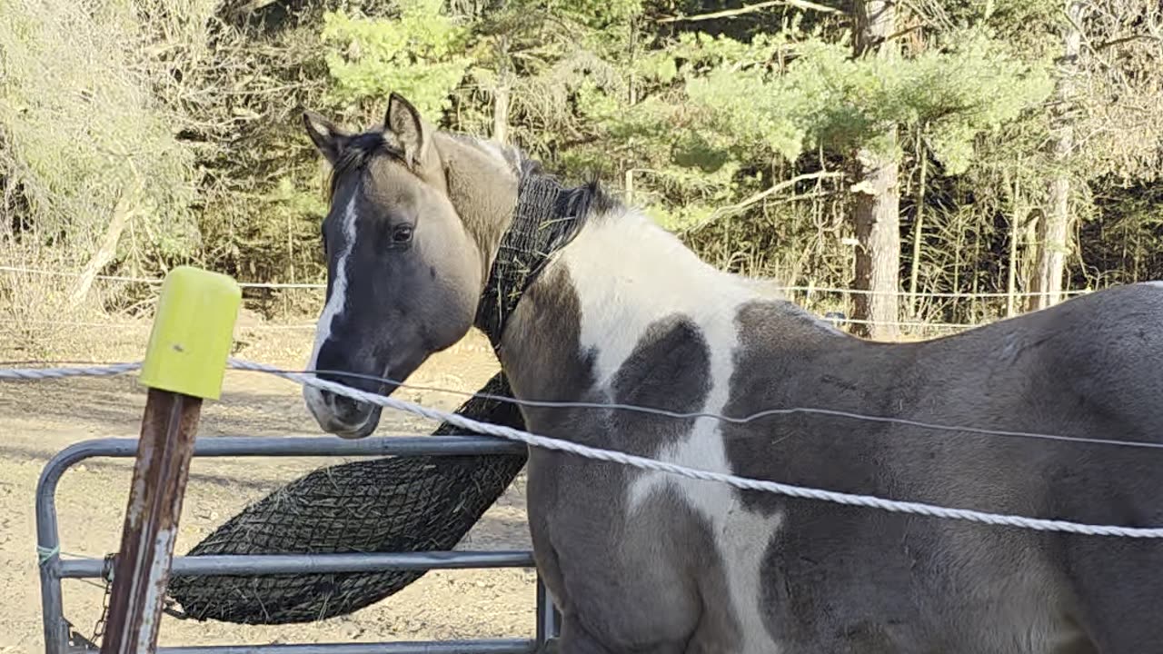 Horse Caught in Net Waits Patiently for Help