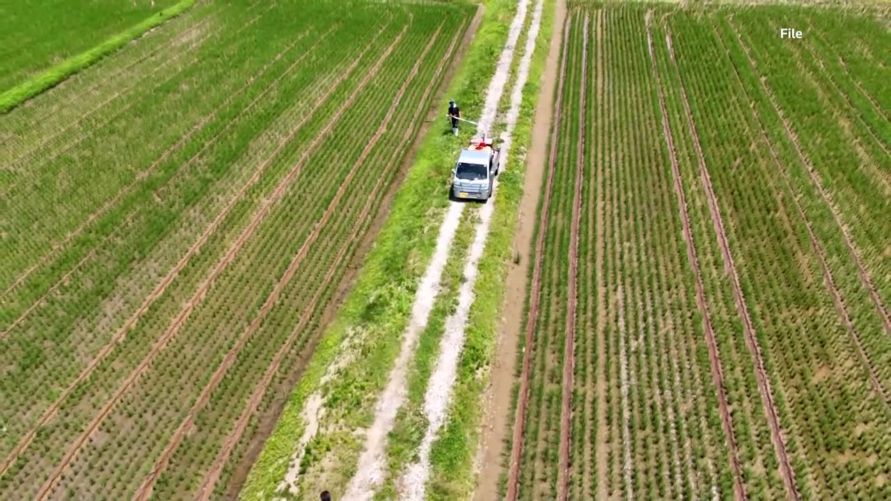 Japan deploys barking drones to scare off bears as attacks increase