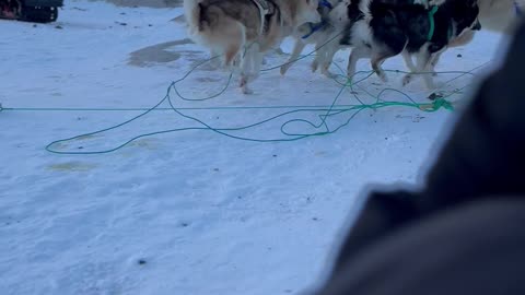 Sled Dog Forgets to Run