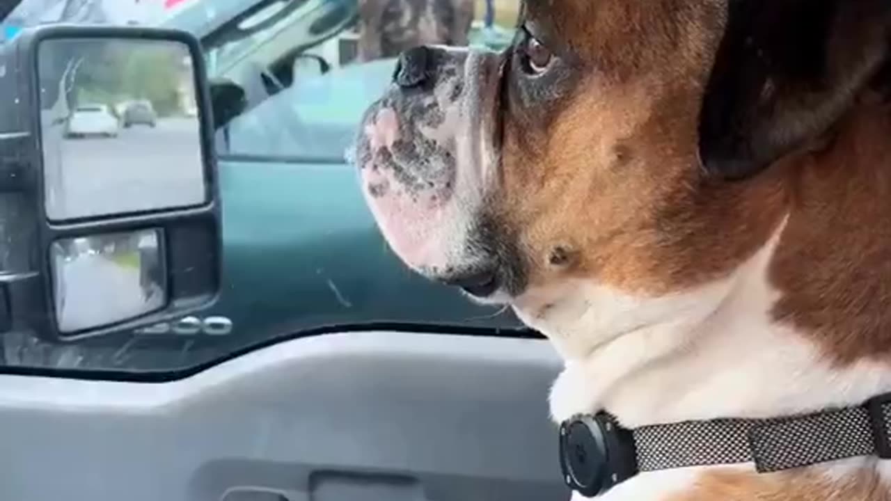 the longest red light ever..🐶😂