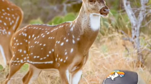 Deer hunting in the US