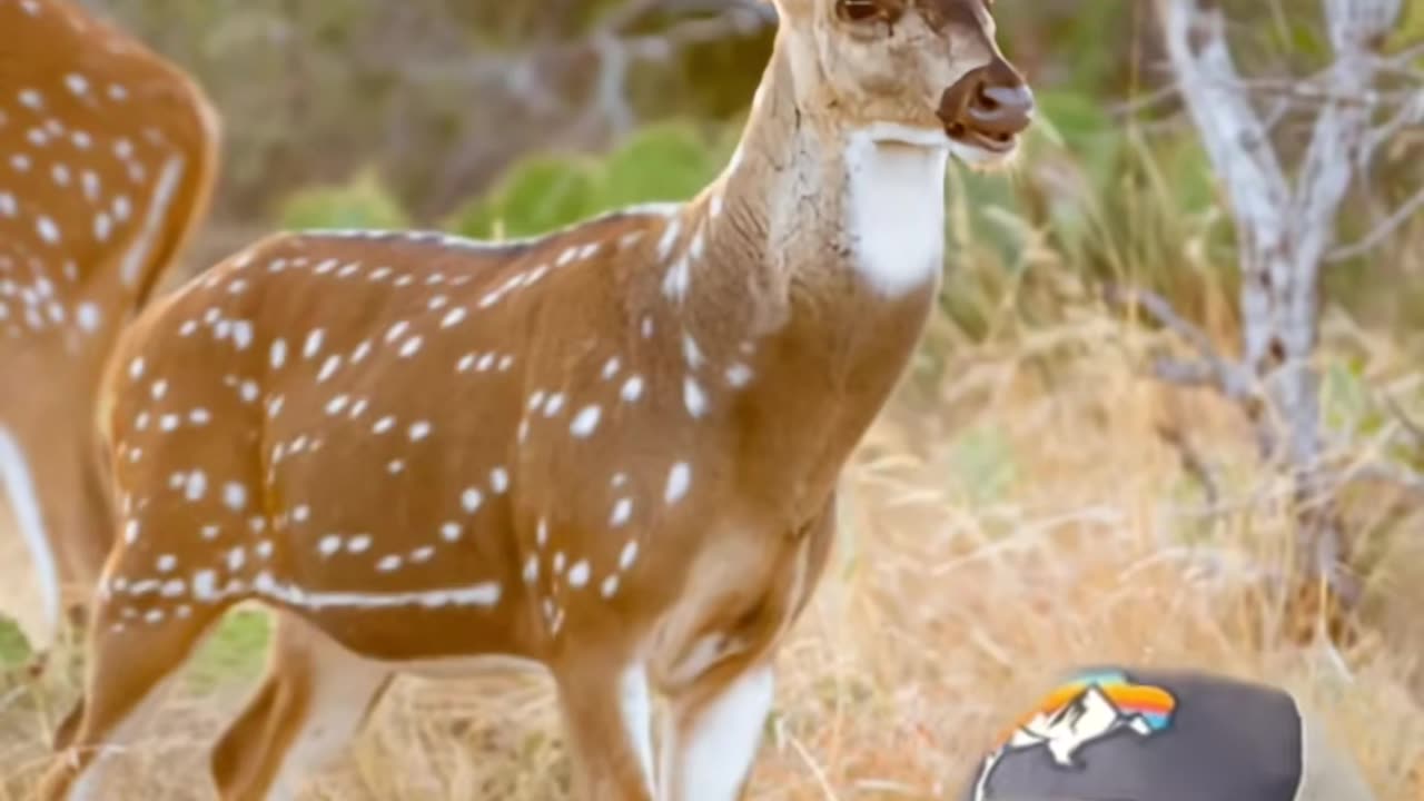 Deer hunting in the US