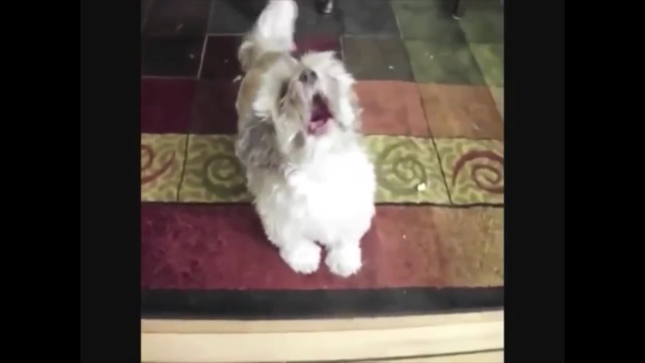 These dogs definitely have their own character.