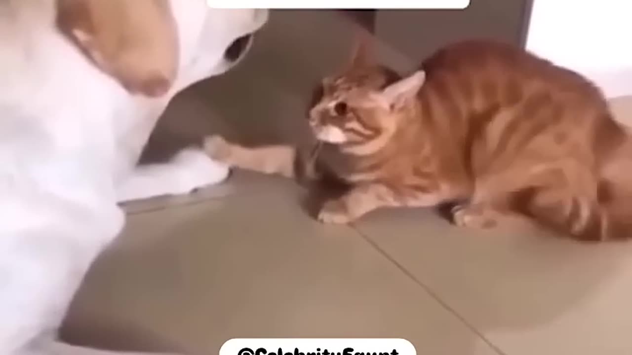 Funny dog,cat