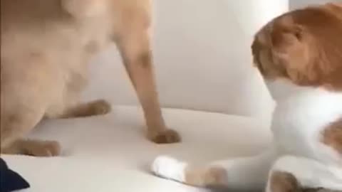 Funny Animal cat