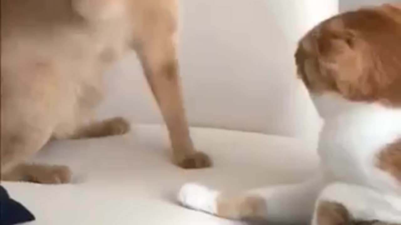 Funny Animal cat