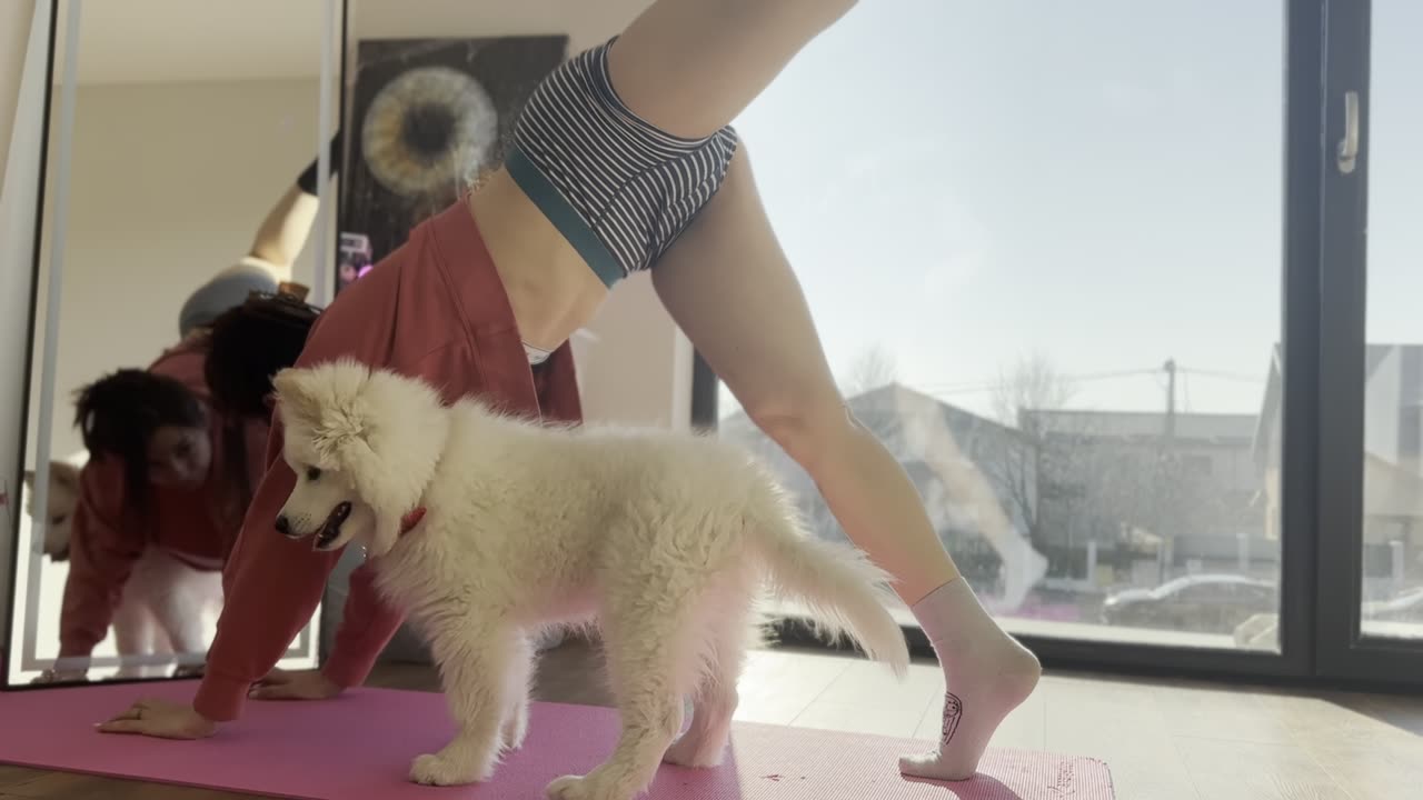 When Your Dog Does Yoga Better Than You πΆπ§_βοΈ (Send Help!)