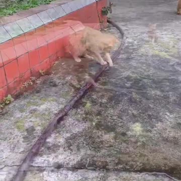 Meowmber ? 👀 = Plumber 📈👀😸😹