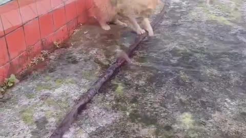 Meowmber ? 👀 = Plumber 📈👀😸😹 
