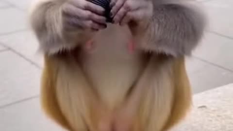 The Funniest Monkeys in the World.