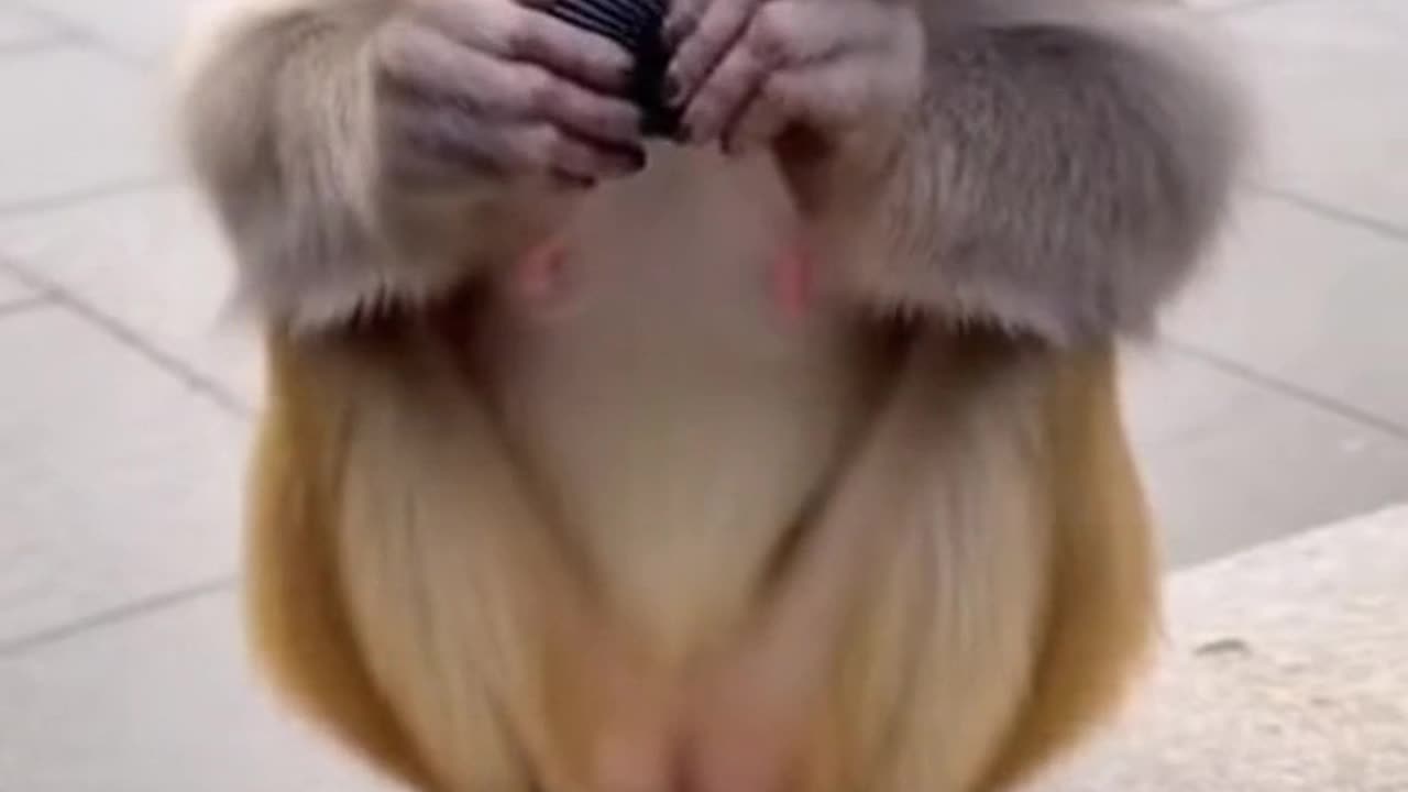 The Funniest Monkeys in the World.