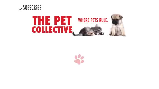 Pet Escape Artists | Funny Pet Video Compilation | The Pet Collective