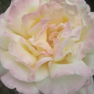 Inside the feminine rose